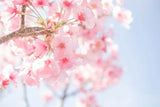 3 Perfect Dresses for a Cherry Blossom Picnic